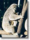 26 * Mother and baby koala * 503 x 690 * (67KB)