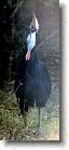 33 * Another picture of the imposing Cassowary * 397 x 932 * (60KB)