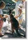 48 * You can pet kangaroos at the bird sanctuary too. * 793 x 1151 * (134KB)