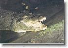 63 * Intimidating Australian croc * 1151 x 793 * (155KB)