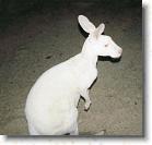 67 * Albino kangaroo * 817 x 784 * (65KB)