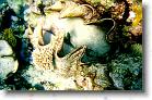 86 * Giant clam * 1181 x 763 * (170KB)