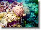 90 * Amazing coral! * 1054 x 753 * (145KB)